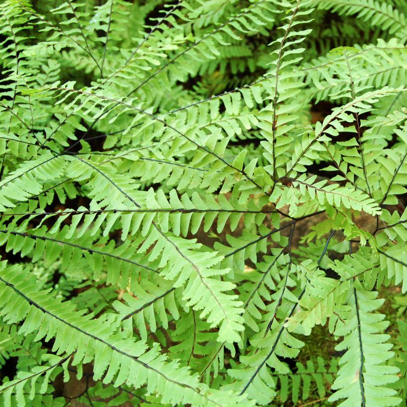 Adiantum aleuticum Imbricatum (Folhagem)