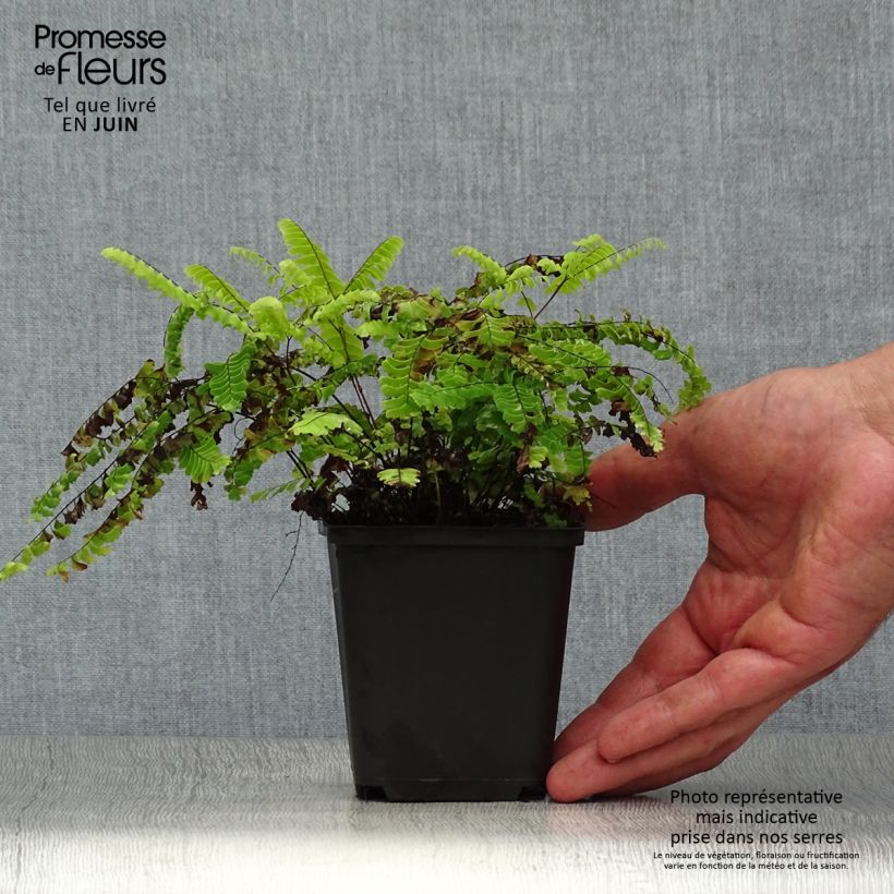 Amostra de Adiantum aleuticum Imbricatum Vaso de 8/9 cm tal como entregue no verão