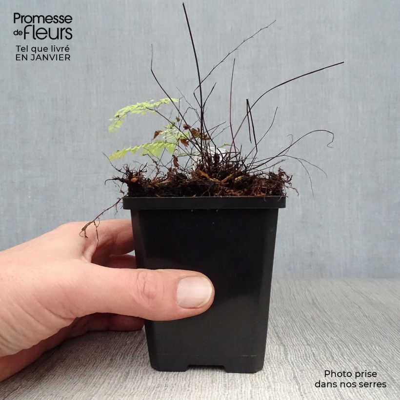 Amostra de Adiantum aleuticum Imbricatum Vaso de 8/9 cm tal como entregue no inverno