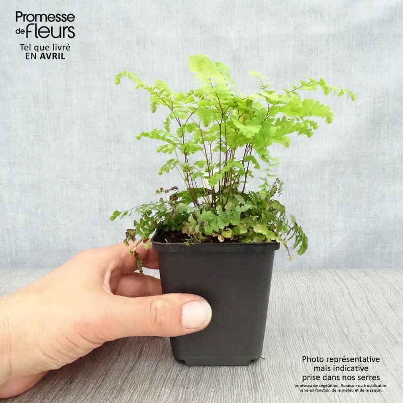 Amostra de Adiantum aleuticum Imbricatum Vaso de 8/9 cm tal como entregue na primavera