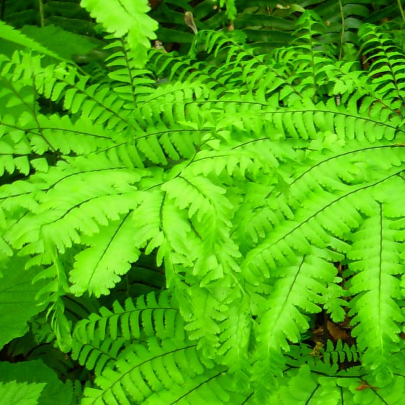 Adiantum aleuticum Miss Sharples (Folhagem)
