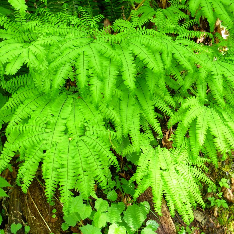 Adiantum aleuticum Miss Sharples (Hábito)
