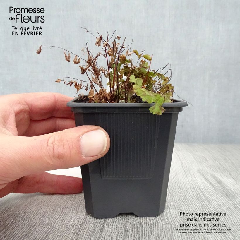 Amostra de Adiantum pedatum - Capillaire du Canada, Fougère Vaso de 8/9 cm tal como entregue no inverno