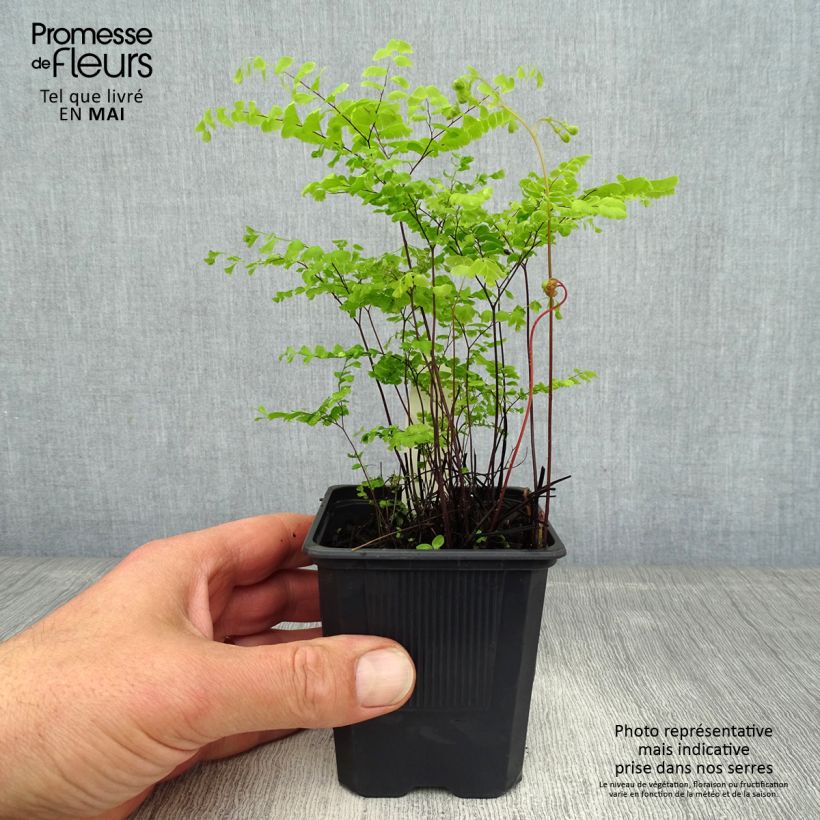 Amostra de Adiantum pedatum Vaso de 8/9 cm tal como entregue na primavera