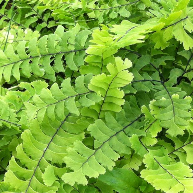 Adiantum pedatum Imbricatum (Folhagem)