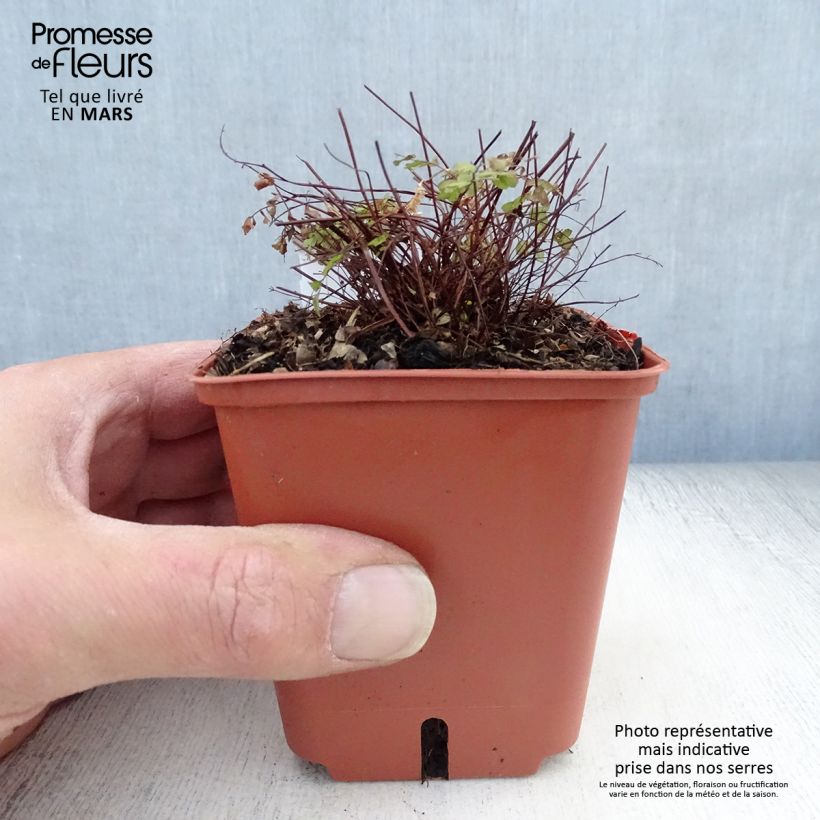 Amostra de Adiantum pedatum Imbricatum - Fougère capillaire Godet de 8/9 cm tal como entregue na primavera