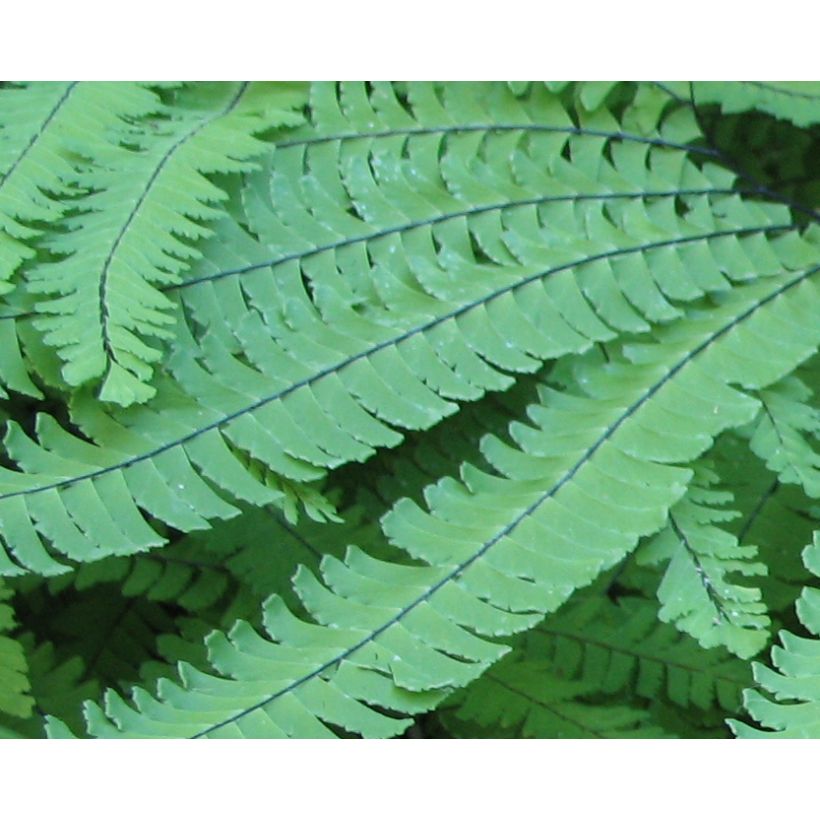 Adiantum pedatum (Folhagem)