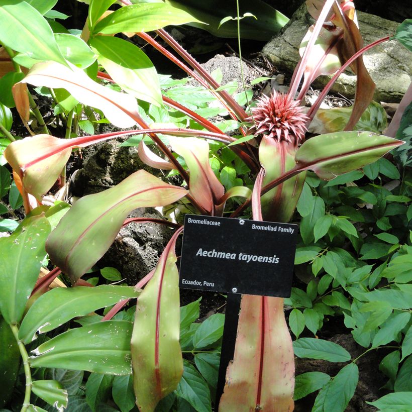 Aechmea tayoensis (Hábito)
