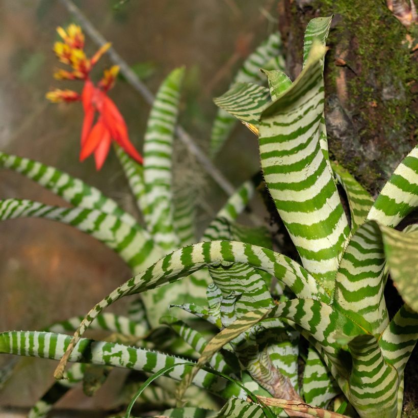 Aechmea chantinii Rebecca (Folhagem)