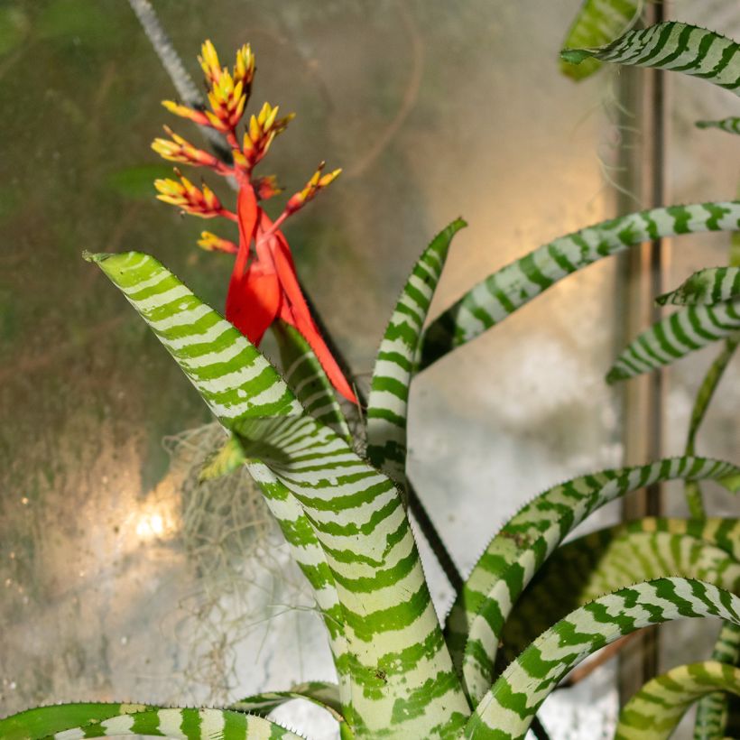 Aechmea chantinii Rebecca (Floração)