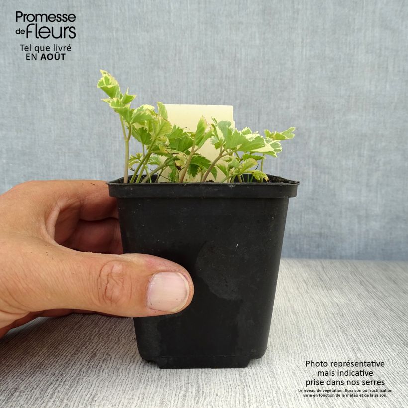 Amostra de Aegopodium podagraria Variegata Vaso de 7/8 cm tal como entregue no verão