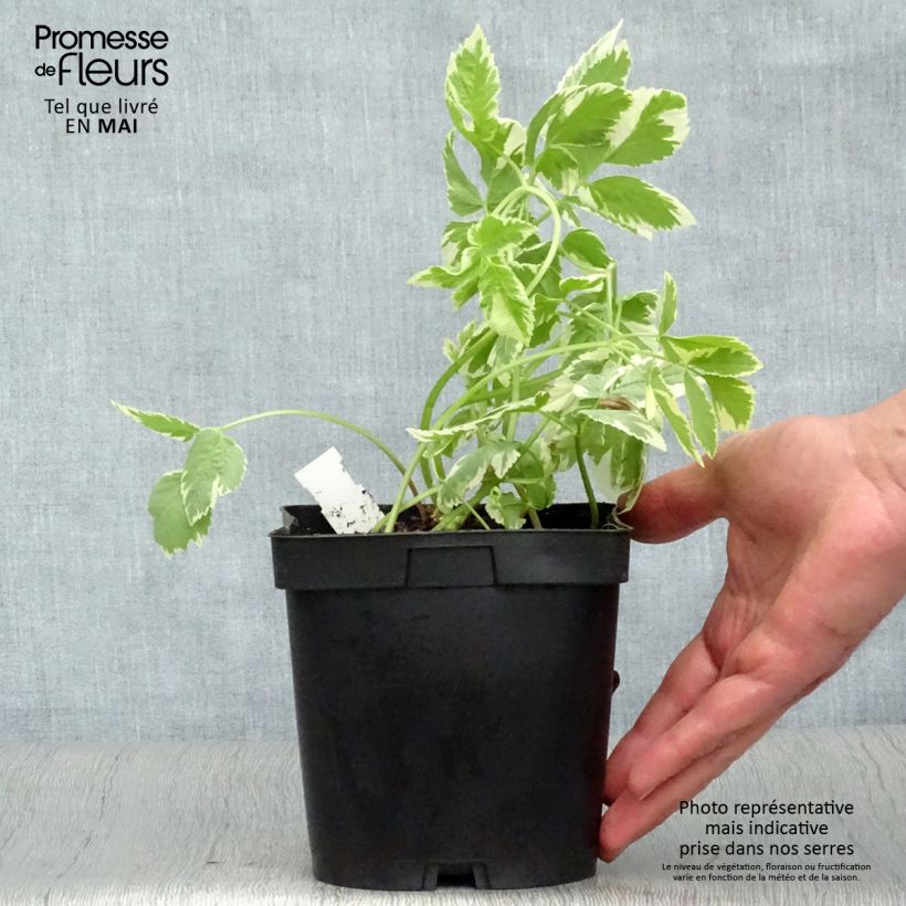 Amostra de Aegopodium podagraria Variegata Vaso de 2 L/3 L tal como entregue na primavera