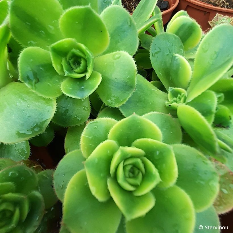 Aeonium haworthii Floresens (Folhagem)