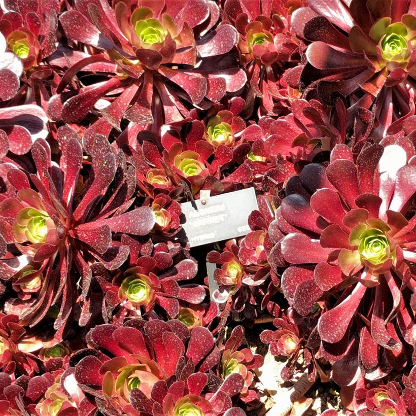 Aeonium arboreum Garnet (Folhagem)