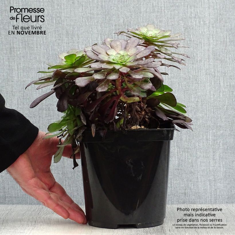 Amostra de Aeonium arboreum Garnet Vaso de 3 L/4 L tal como entregue no outono