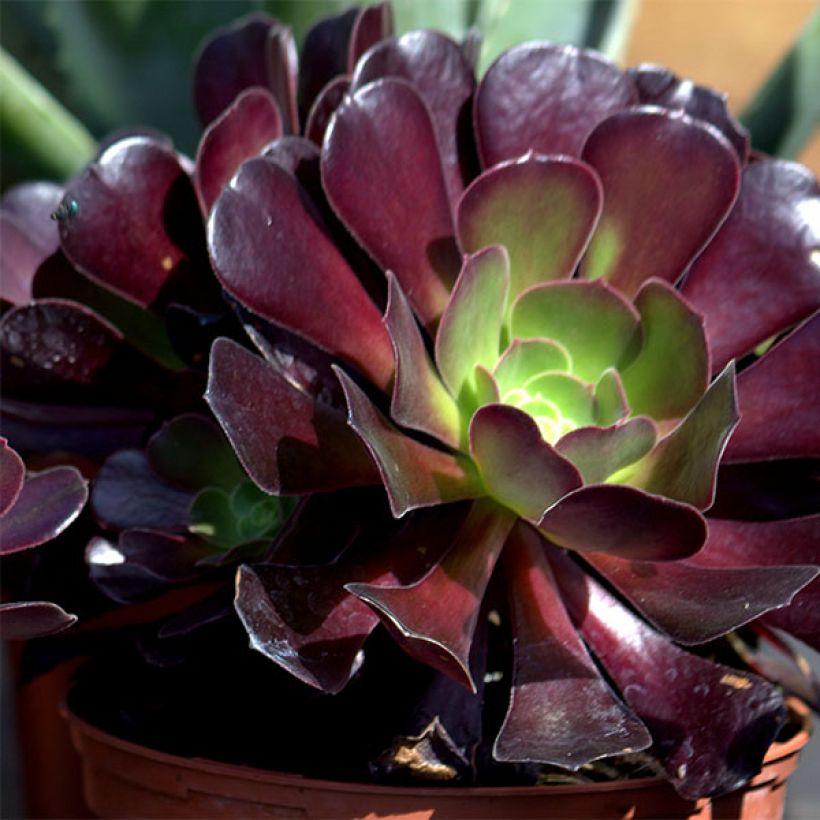 Aeonium arboreum Schwarzkopf (Floração)