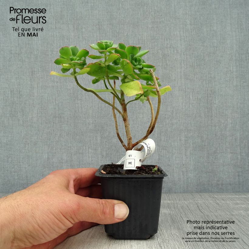 Amostra de Aeonium haworthii Vaso de 8/9 cm tal como entregue na primavera