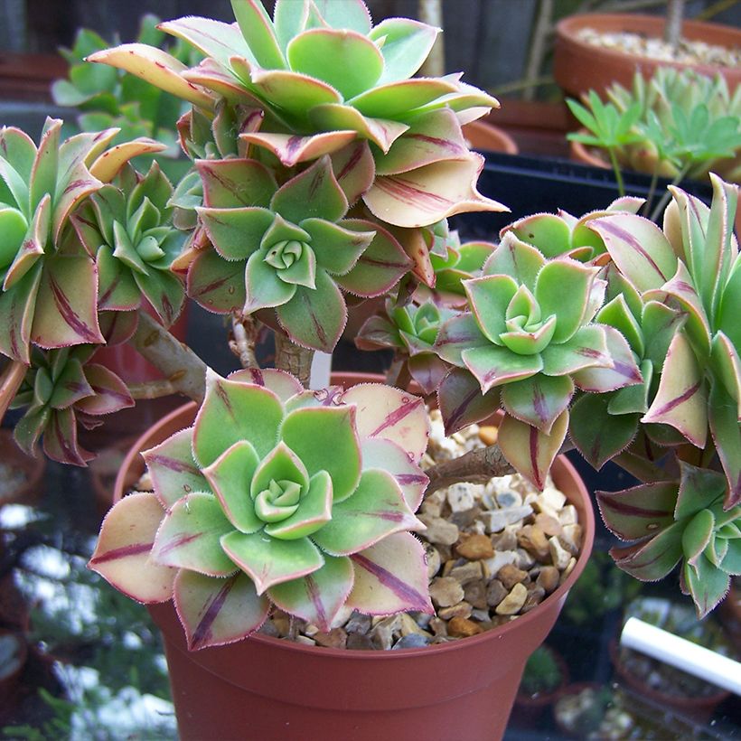 Aeonium leucoblepharum Yemen (Hábito)