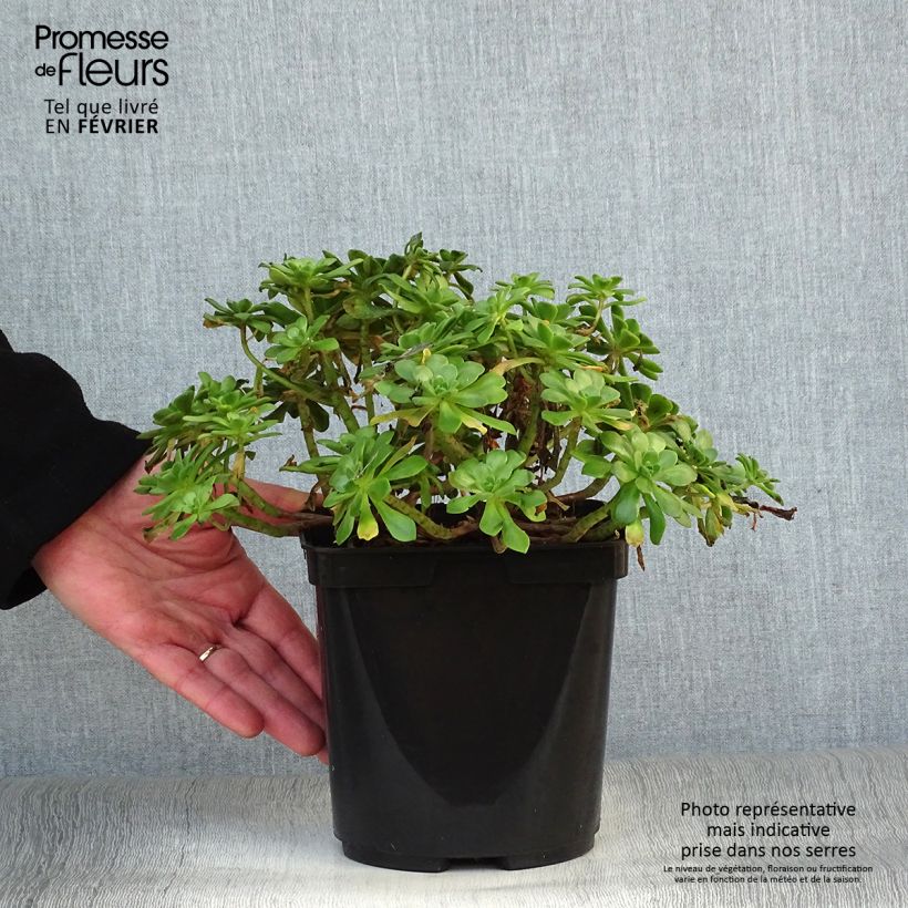 Amostra de Aeonium occidentale Vaso de 3 L/4 L tal como entregue no inverno