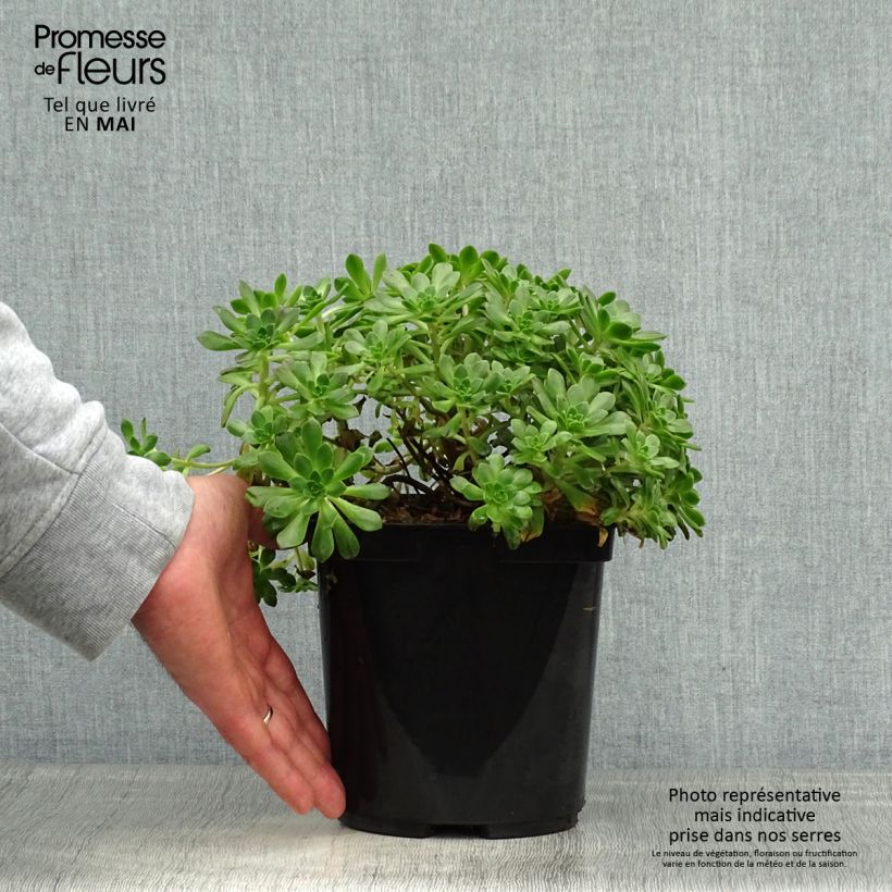 Amostra de Aeonium occidentale Vaso de 3 L/4 L tal como entregue na primavera