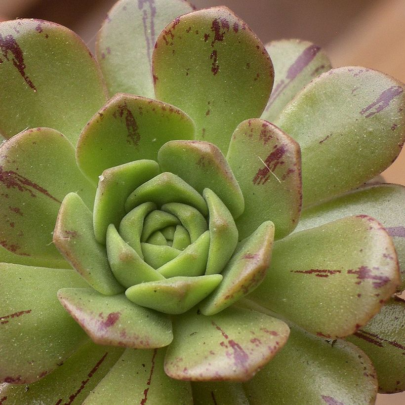 Aeonium occidentale (Folhagem)