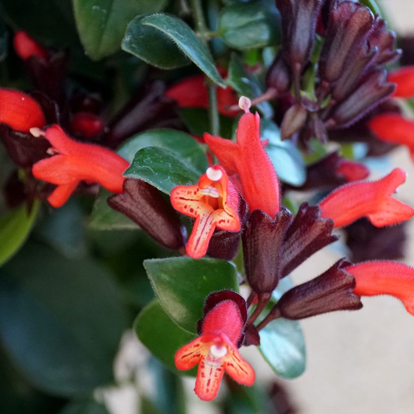 Aeschynanthus Mona Lisa (Floração)
