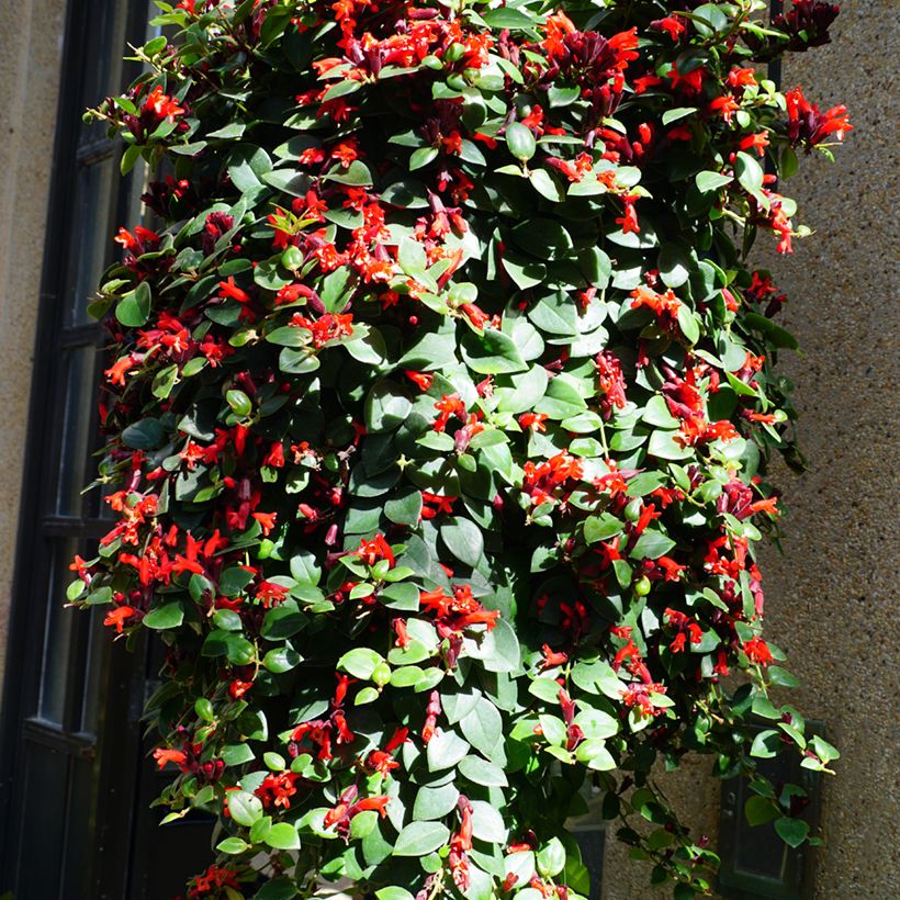 Aeschynanthus Mona Lisa (Hábito)