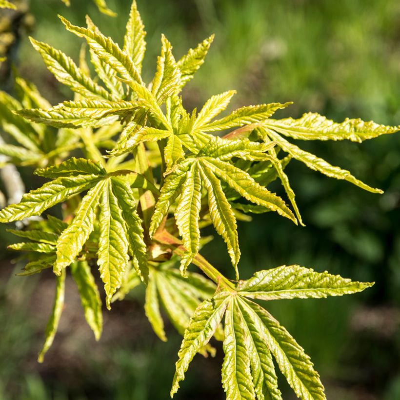 Aesculus hippocastanum Digitata (Folhagem)