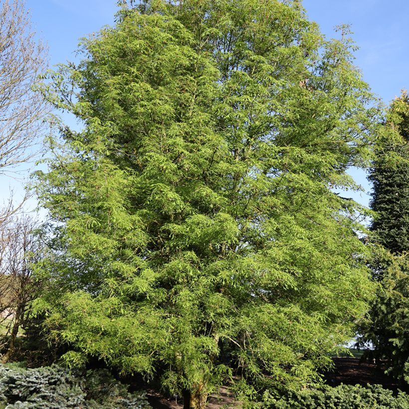 Aesculus hippocastanum Laciniata (Hábito)