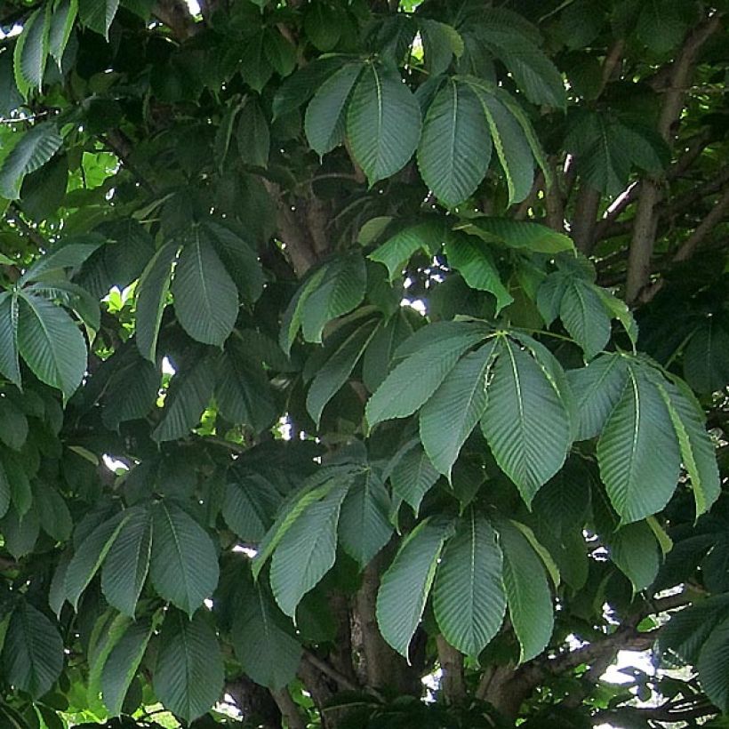 Aesculus carnea Briotii (Folhagem)