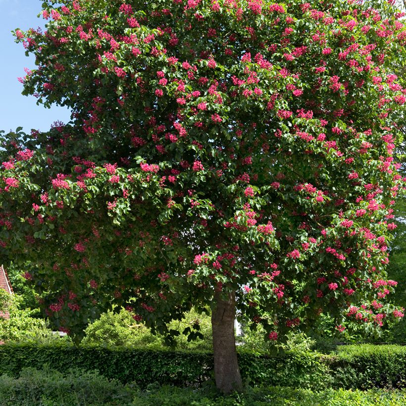 Aesculus carnea Briotii (Hábito)