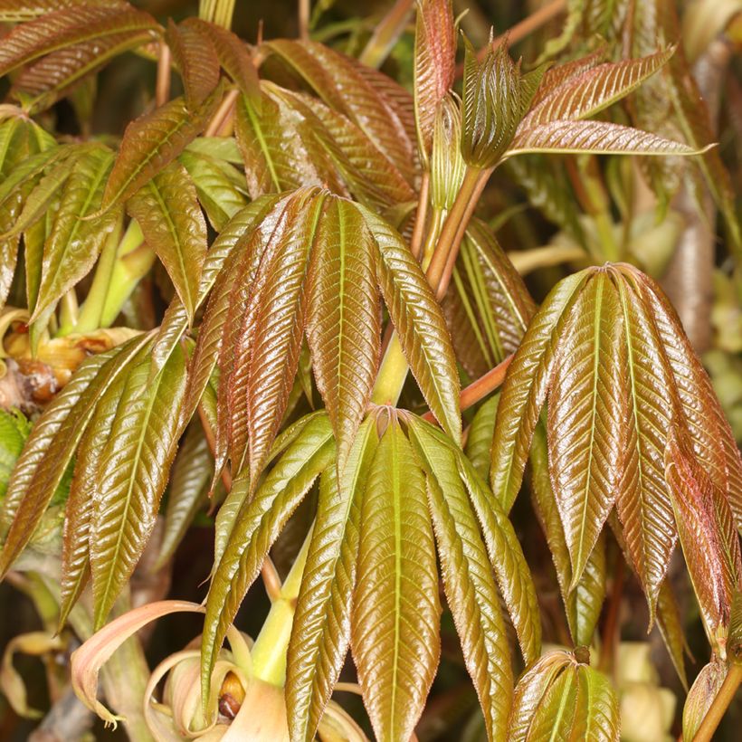 Aesculus chinensis (Folhagem)