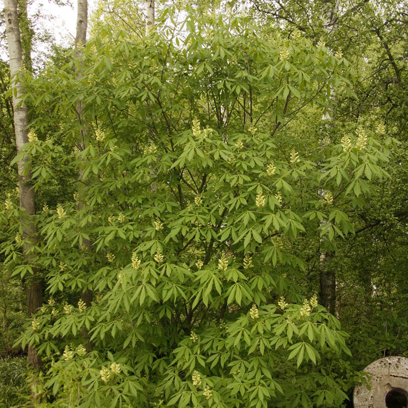 Aesculus glaucescens (Hábito)