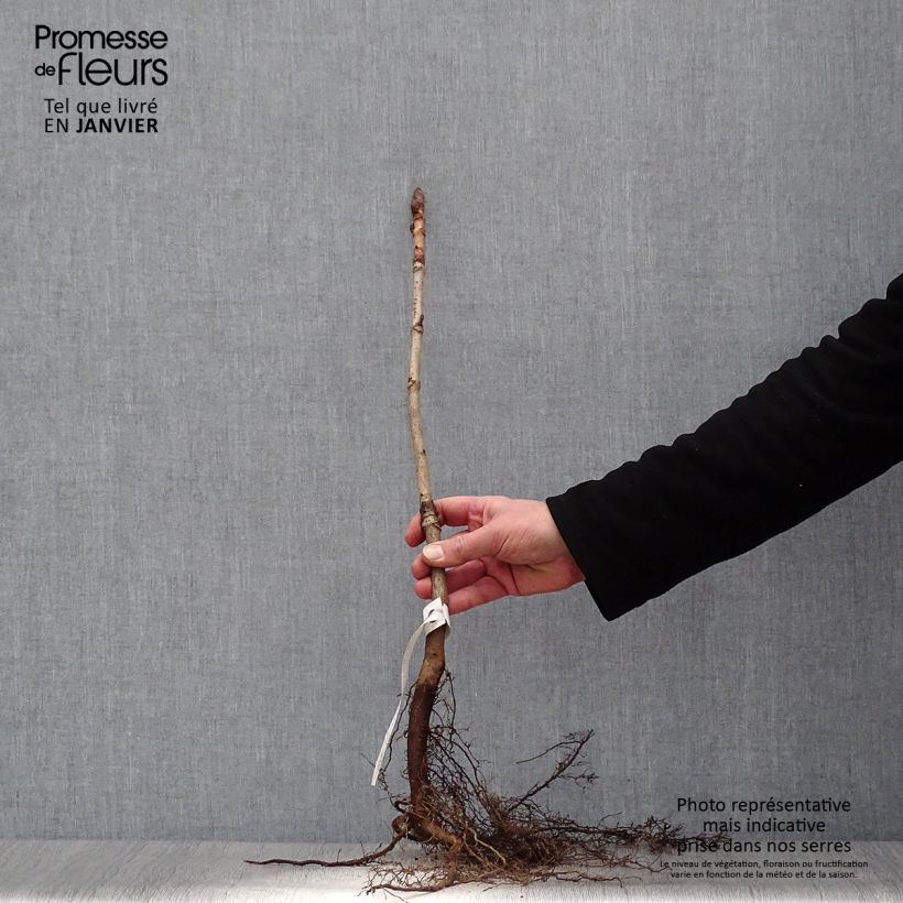 Amostra de Aesculus hippocastanum Raízes nuas tal como entregue no inverno