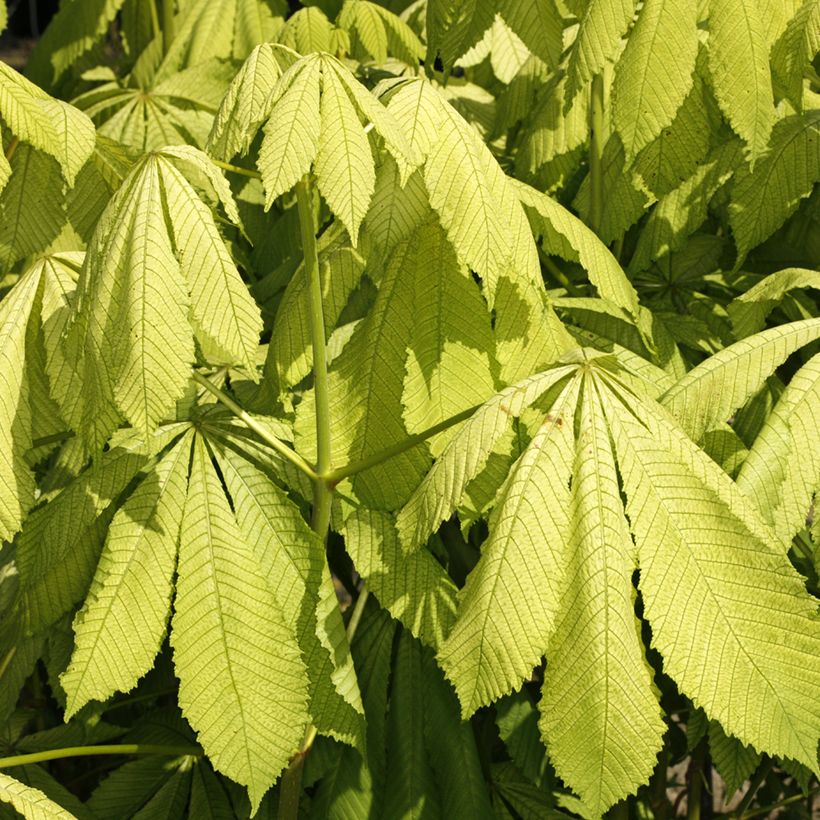 Aesculus hippocastanum Memmingeri (Folhagem)