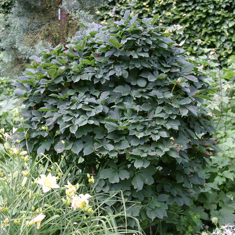 Aesculus hippocastanum Monstrosa (Hábito)