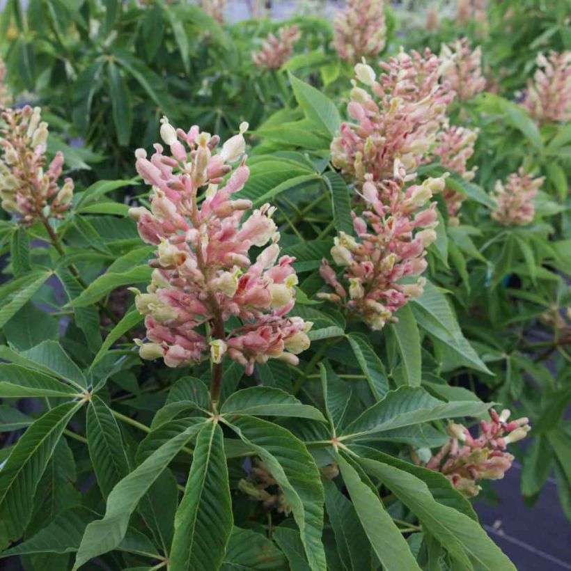 Aesculus mutabilis Induta (Floração)