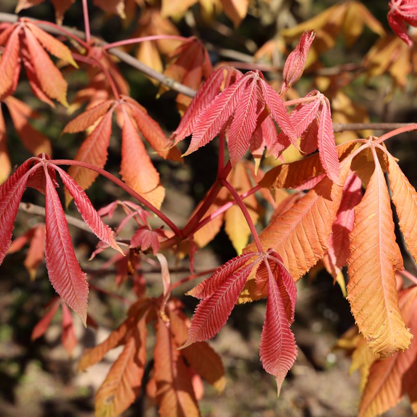Aesculus neglecta Erythroblastos (Folhagem)