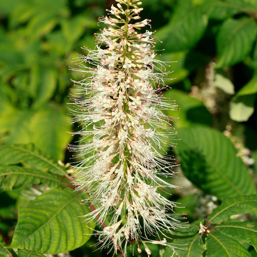Aesculus parviflora (Floração)
