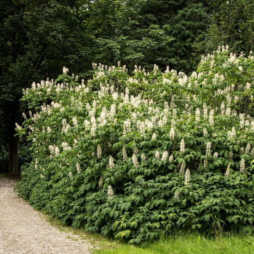 Aesculus parviflora (Hábito)