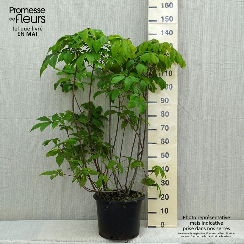 Amostra de Aesculus parviflora Vaso de 20 L/25 L tal como entregue na primavera