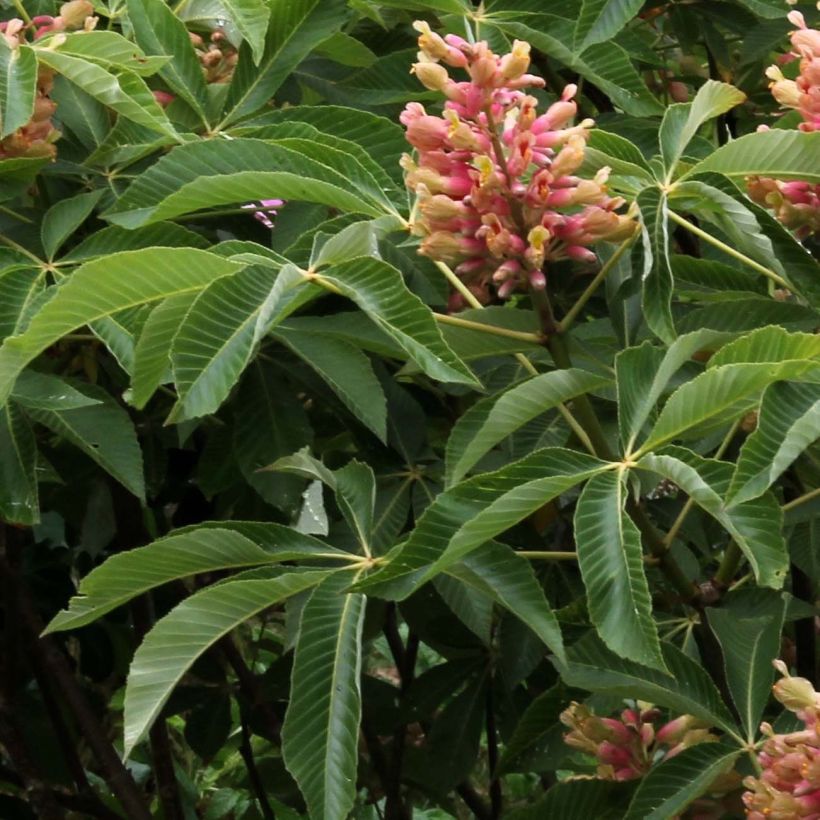 Aesculus pavia var. discolor Koehnei (Folhagem)