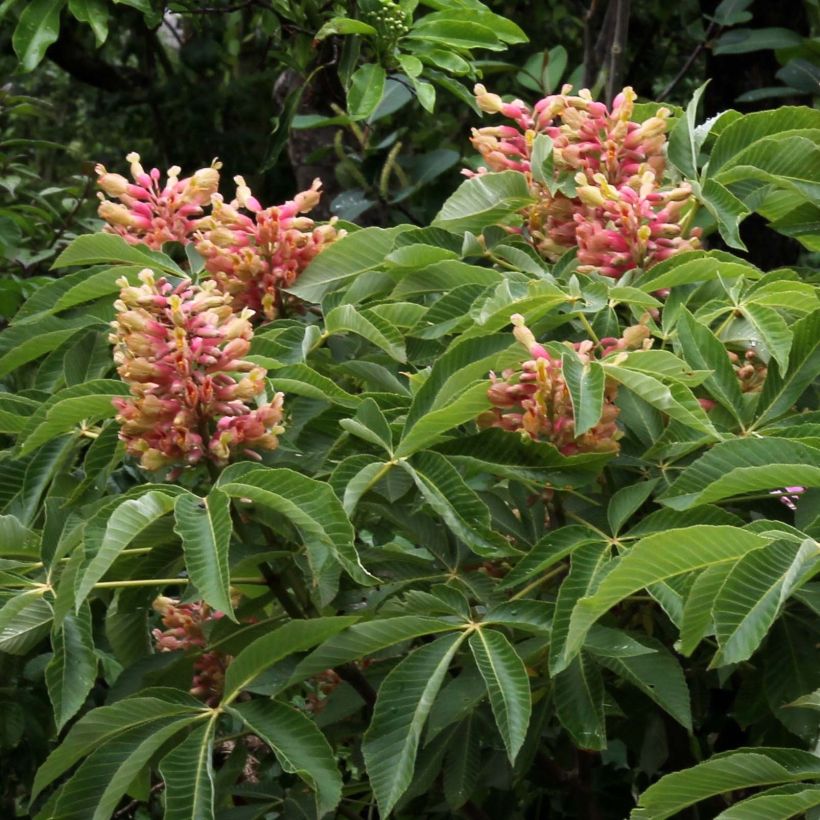 Aesculus pavia var. discolor Koehnei (Floração)