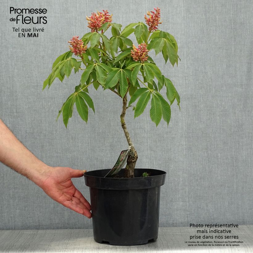 Amostra de Aesculus pavia var. discolor Koehnei Vaso de 7,5 L/10 L tal como entregue na primavera
