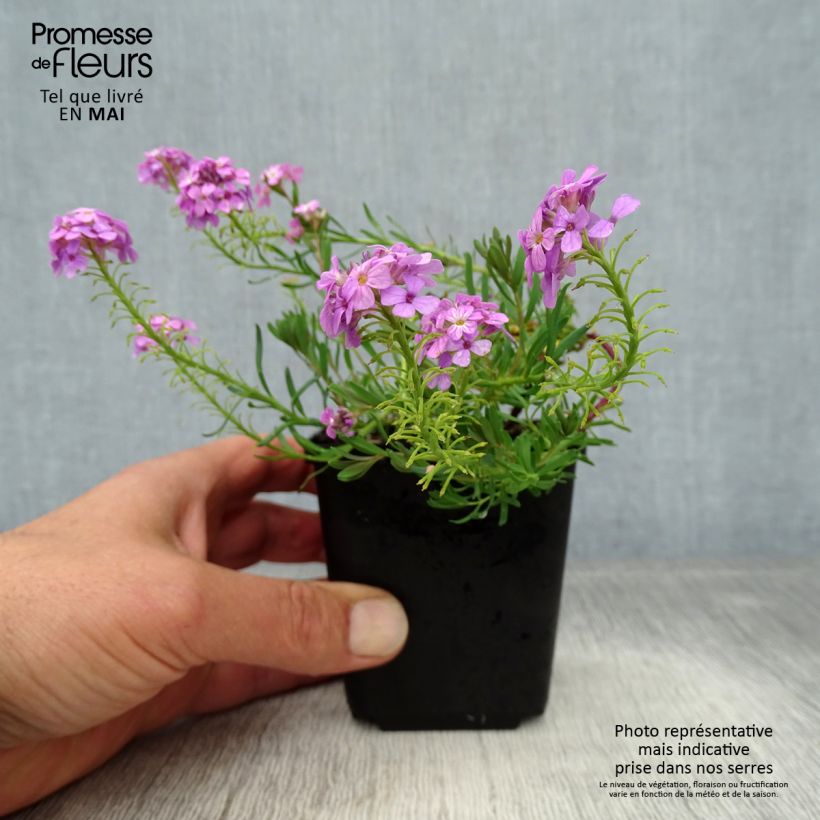 Amostra de Aethionema armenum Warley Ruber Vaso de 8/9 cm tal como entregue na primavera