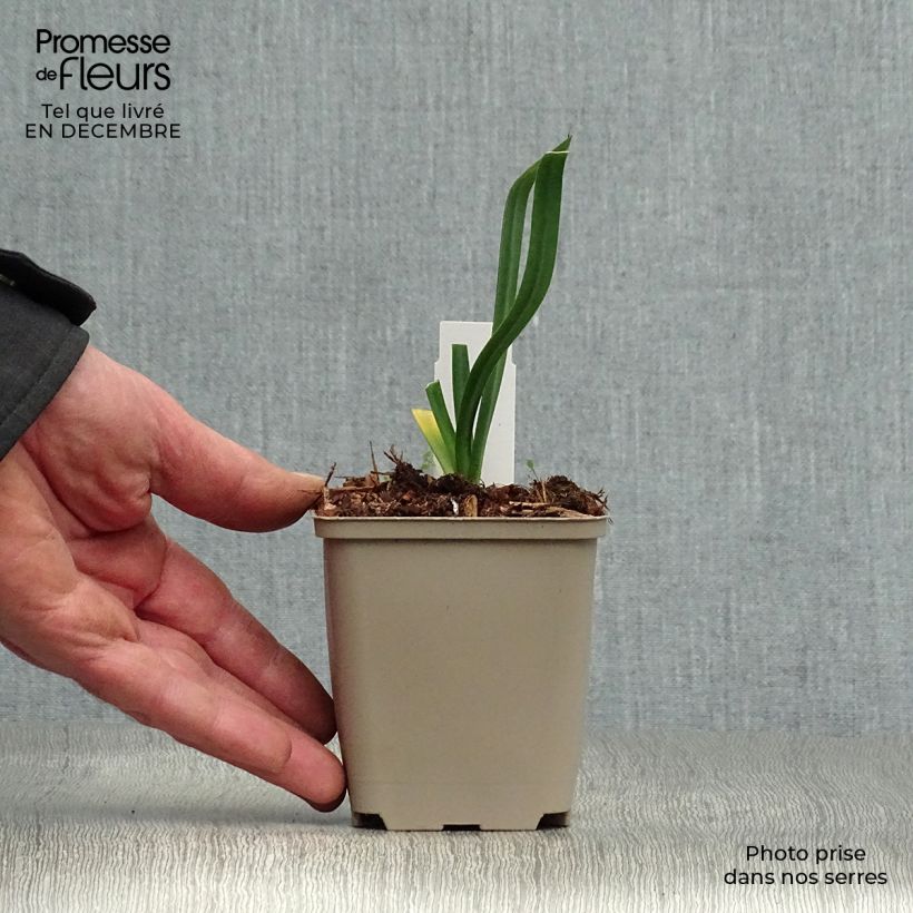 Amostra de Agapanthe Back in Black Vaso de 8/9 cm tal como entregue no inverno