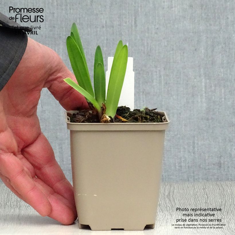 Amostra de Agapanto Back in Black Vaso de 8/9 cm tal como entregue na primavera