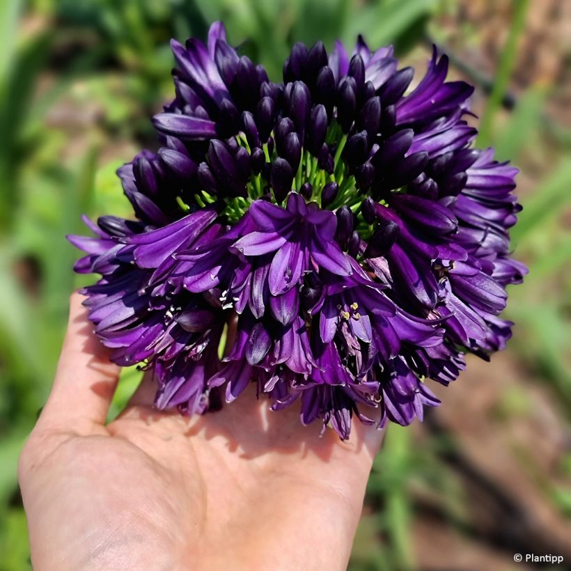 Agapanto Black Jack (Floração)
