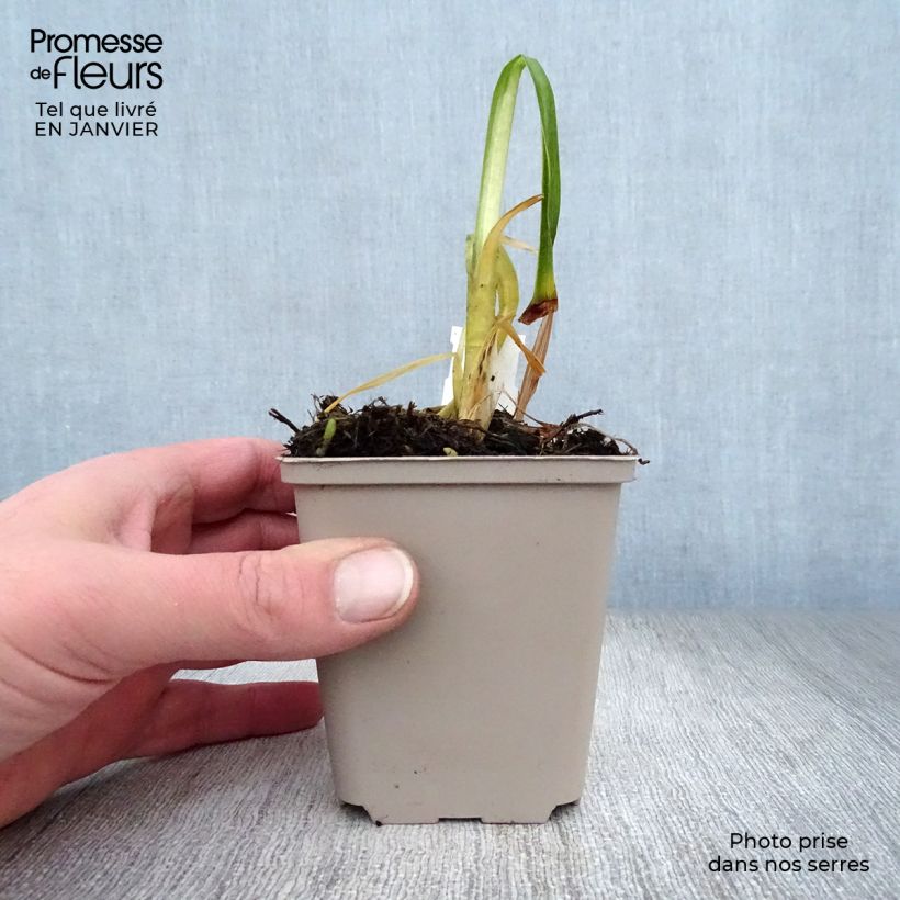 Amostra de Agapanto Black Magic Vaso de 8/9 cm tal como entregue no inverno