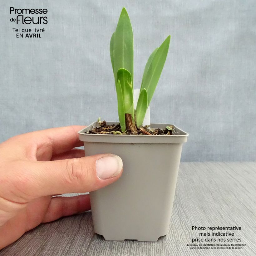 Amostra de Agapanto Black Magic Vaso de 8/9 cm tal como entregue na primavera